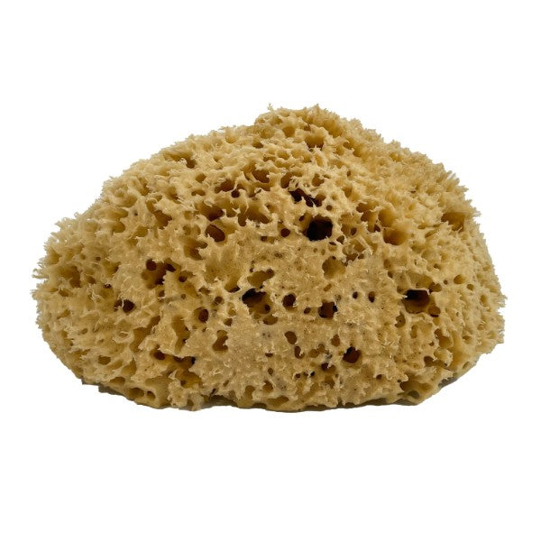 Echter Naturschwamm CHALUTIER, gereinigt